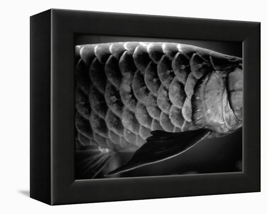 Fish Scales-Henry Horenstein-Framed Premier Image Canvas