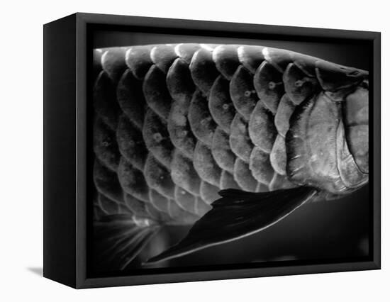 Fish Scales-Henry Horenstein-Framed Premier Image Canvas