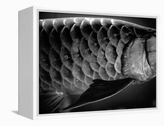 Fish Scales-Henry Horenstein-Framed Premier Image Canvas