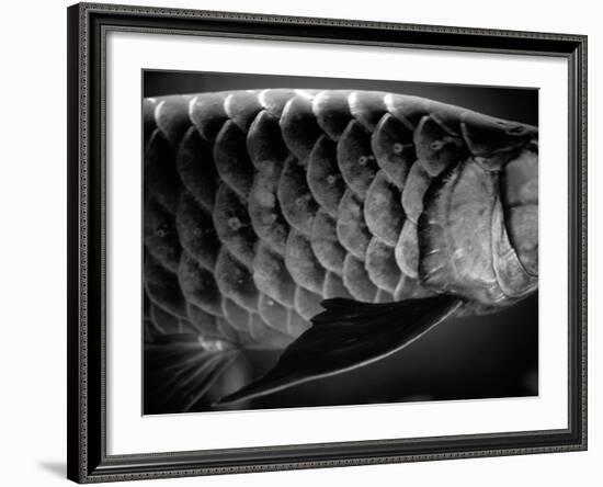 Fish Scales-Henry Horenstein-Framed Photographic Print