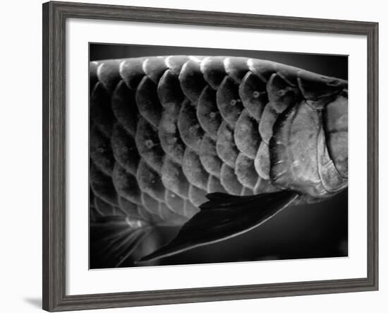 Fish Scales-Henry Horenstein-Framed Photographic Print