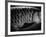 Fish Scales-Henry Horenstein-Framed Photographic Print