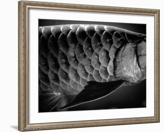 Fish Scales-Henry Horenstein-Framed Photographic Print