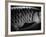 Fish Scales-Henry Horenstein-Framed Photographic Print
