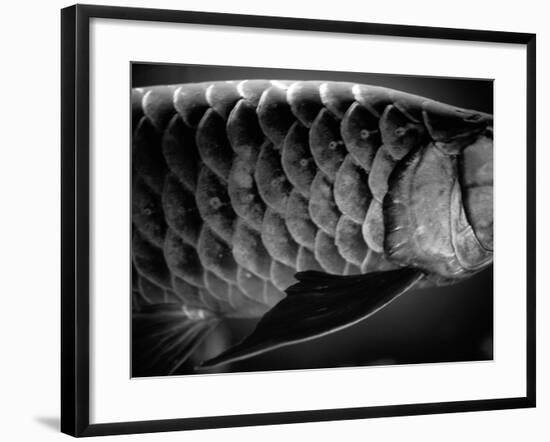 Fish Scales-Henry Horenstein-Framed Photographic Print