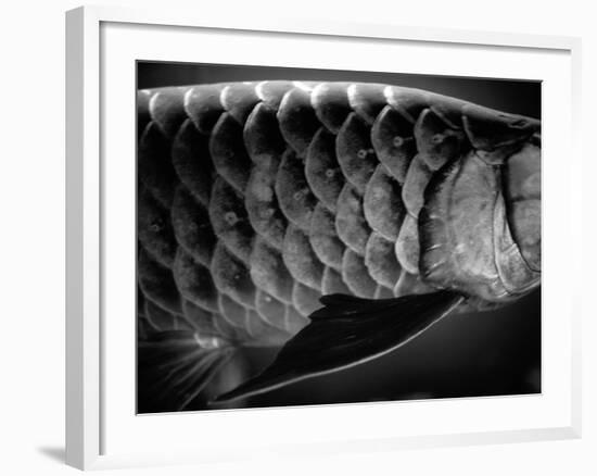 Fish Scales-Henry Horenstein-Framed Photographic Print