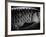 Fish Scales-Henry Horenstein-Framed Photographic Print