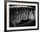 Fish Scales-Henry Horenstein-Framed Photographic Print