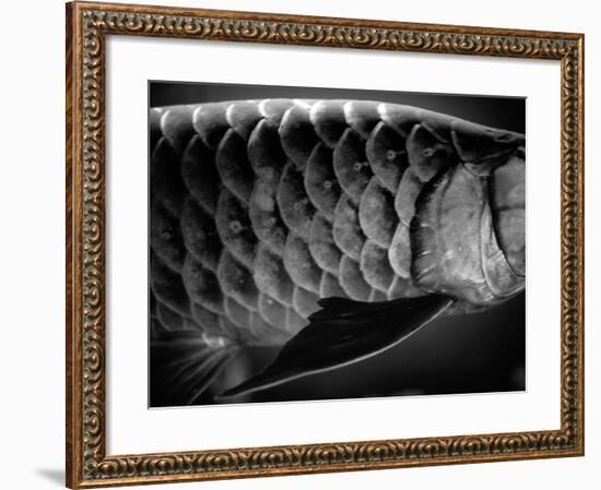 Fish Scales-Henry Horenstein-Framed Photographic Print