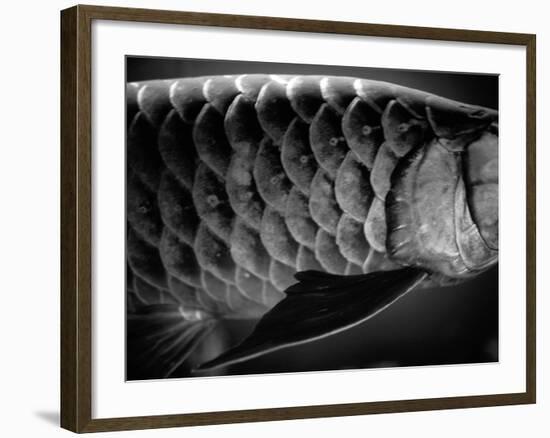 Fish Scales-Henry Horenstein-Framed Photographic Print