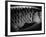 Fish Scales-Henry Horenstein-Framed Photographic Print