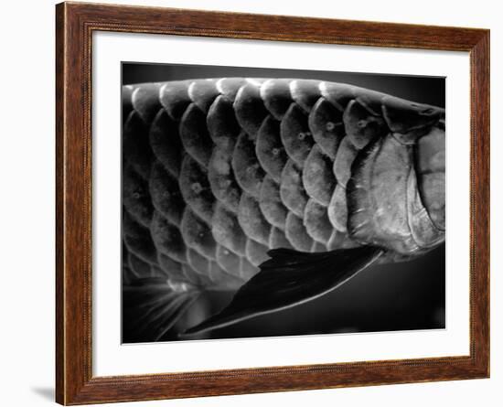 Fish Scales-Henry Horenstein-Framed Photographic Print