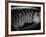 Fish Scales-Henry Horenstein-Framed Photographic Print