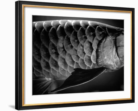 Fish Scales-Henry Horenstein-Framed Photographic Print