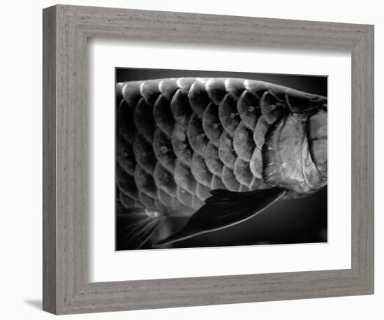 Fish Scales-Henry Horenstein-Framed Photographic Print