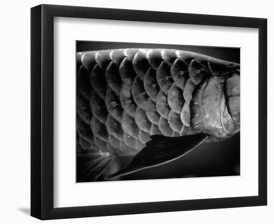 Fish Scales-Henry Horenstein-Framed Photographic Print