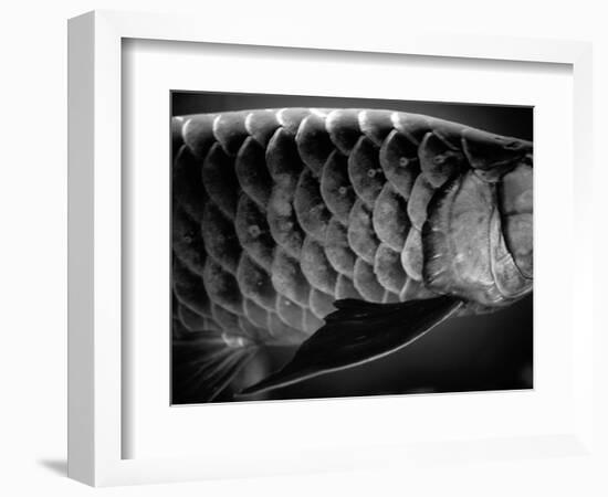 Fish Scales-Henry Horenstein-Framed Photographic Print