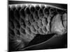 Fish Scales-Henry Horenstein-Mounted Photographic Print