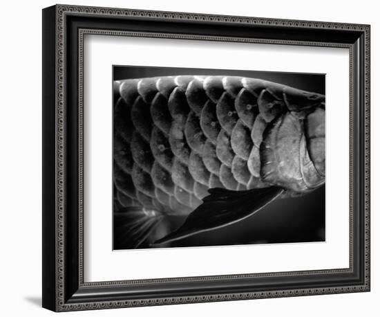 Fish Scales-Henry Horenstein-Framed Photographic Print