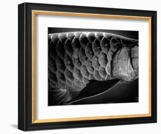 Fish Scales-Henry Horenstein-Framed Photographic Print