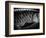 Fish Scales-Henry Horenstein-Framed Photographic Print