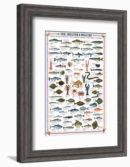 Fish Shellfish and Mollusk-null-Framed Premium Giclee Print