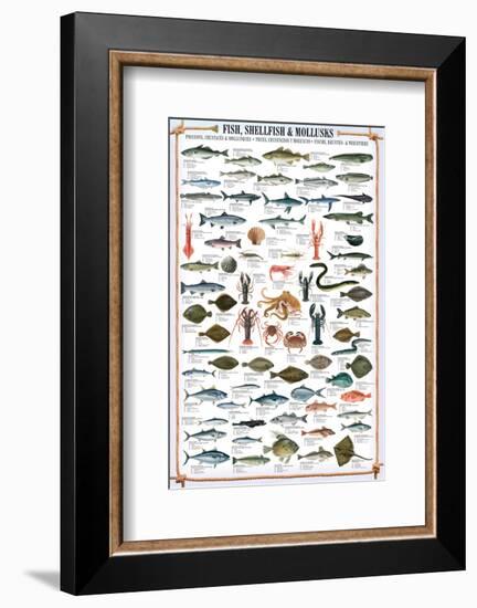 Fish Shellfish and Mollusk-null-Framed Premium Giclee Print