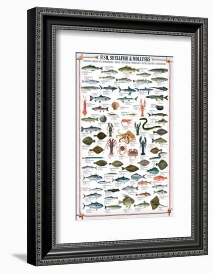 Fish Shellfish and Mollusk-null-Framed Premium Giclee Print