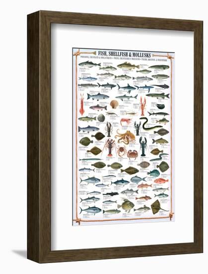 Fish Shellfish and Mollusk-null-Framed Premium Giclee Print