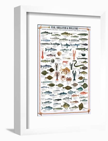 Fish Shellfish and Mollusk-null-Framed Premium Giclee Print