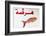 Fish Shop Sign, Tabarka, Tunisia, North Africa-Nico Tondini-Framed Photographic Print