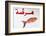 Fish Shop Sign, Tabarka, Tunisia, North Africa-Nico Tondini-Framed Photographic Print