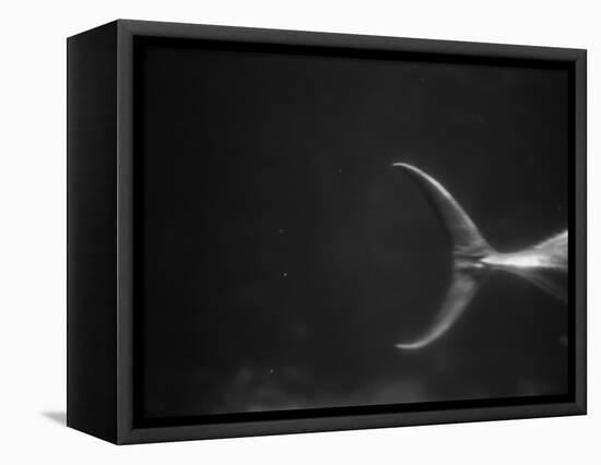 Fish Tail-Henry Horenstein-Framed Premier Image Canvas