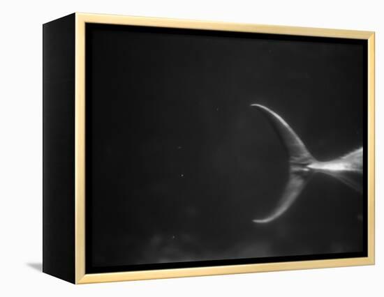 Fish Tail-Henry Horenstein-Framed Premier Image Canvas