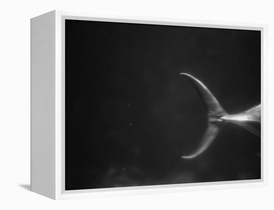 Fish Tail-Henry Horenstein-Framed Premier Image Canvas