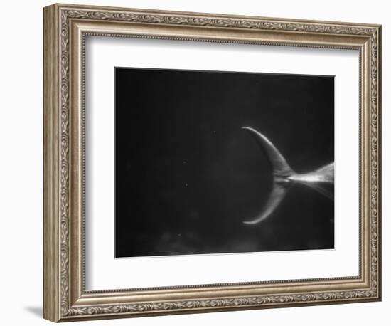 Fish Tail-Henry Horenstein-Framed Photographic Print