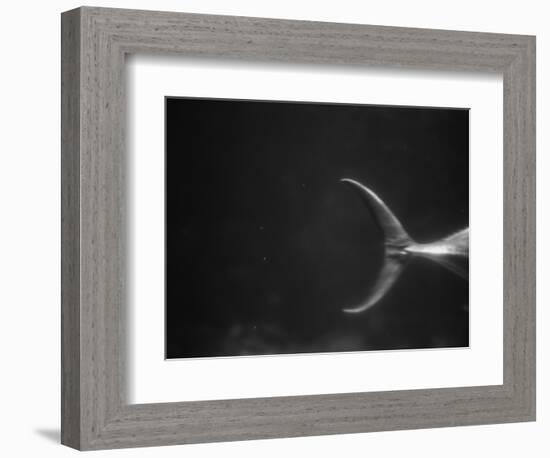 Fish Tail-Henry Horenstein-Framed Photographic Print