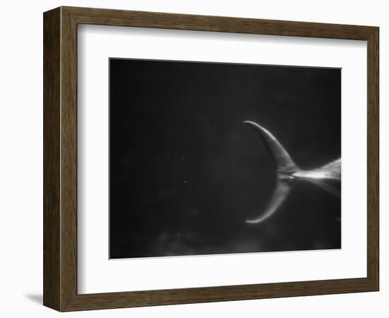 Fish Tail-Henry Horenstein-Framed Photographic Print