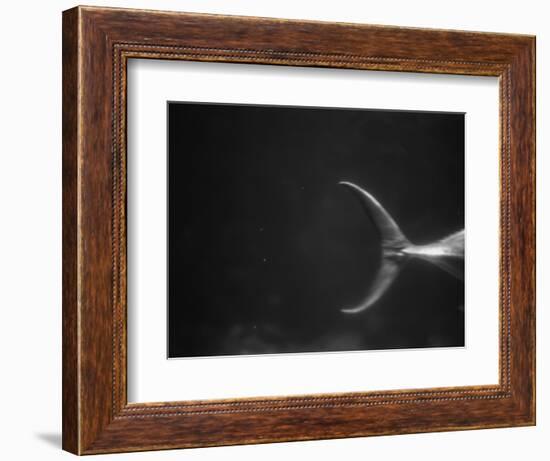 Fish Tail-Henry Horenstein-Framed Photographic Print