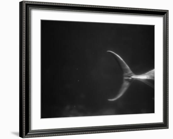 Fish Tail-Henry Horenstein-Framed Photographic Print