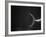 Fish Tail-Henry Horenstein-Framed Photographic Print