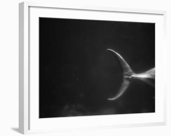 Fish Tail-Henry Horenstein-Framed Photographic Print