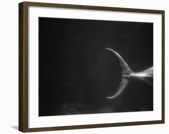 Fish Tail-Henry Horenstein-Framed Photographic Print