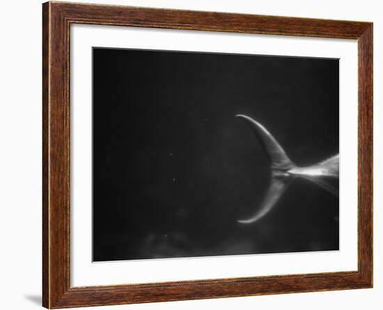 Fish Tail-Henry Horenstein-Framed Photographic Print