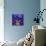 Fish Tales 12-David Sheskin-Mounted Giclee Print displayed on a wall