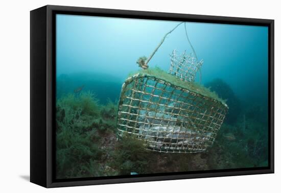 Fish Trap over a Coral Reef, Cap De Creus, Costa Brava, Spain-Reinhard Dirscherl-Framed Premier Image Canvas