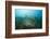 Fish Trap over a Coral Reef, Cap De Creus, Costa Brava, Spain-Reinhard Dirscherl-Framed Photographic Print