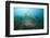 Fish Trap over a Coral Reef, Cap De Creus, Costa Brava, Spain-Reinhard Dirscherl-Framed Photographic Print