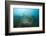 Fish Trap over a Coral Reef, Cap De Creus, Costa Brava, Spain-Reinhard Dirscherl-Framed Photographic Print