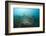 Fish Trap over a Coral Reef, Cap De Creus, Costa Brava, Spain-Reinhard Dirscherl-Framed Photographic Print